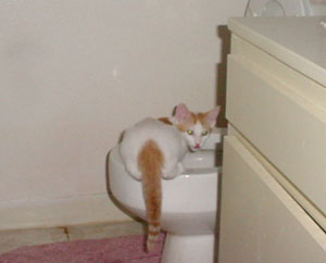 thunder on toilet